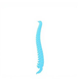Neutral S-curve illustration for neck and spine